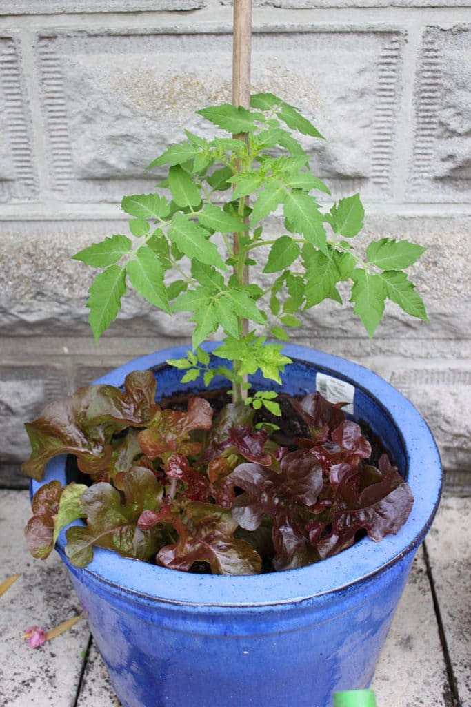 Tomate Dattelwein mit Salat unterpflanzt
