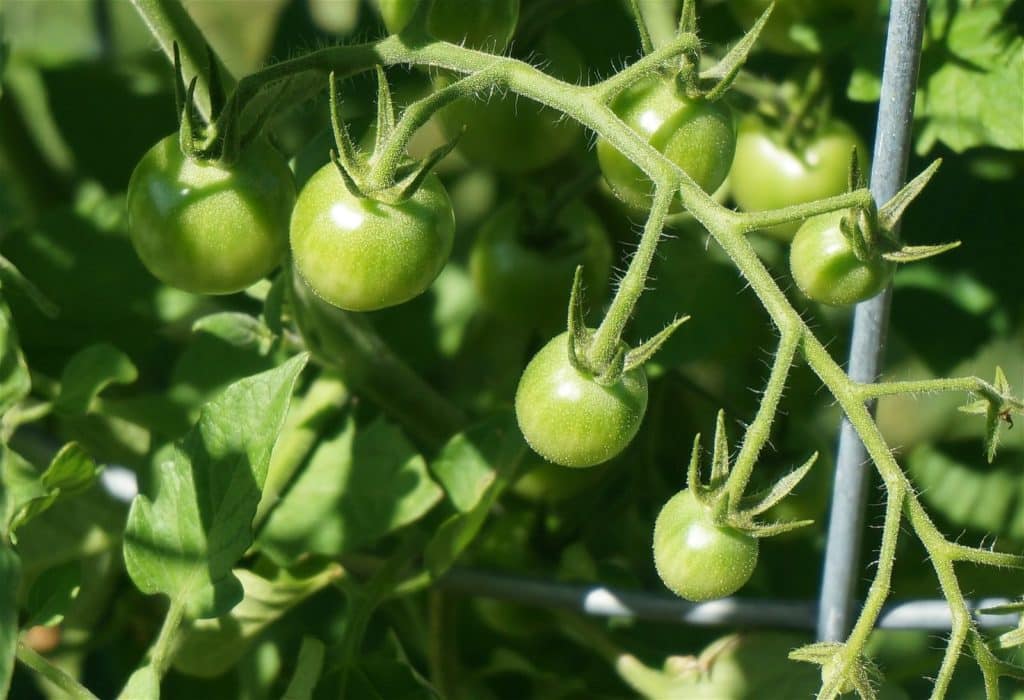 Grüne Tomaten am Strauch