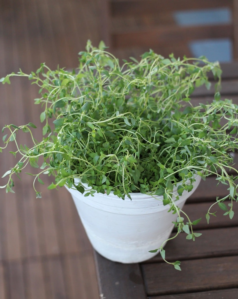Thyme Cultivation, Care, and Use   beetfreunde.de