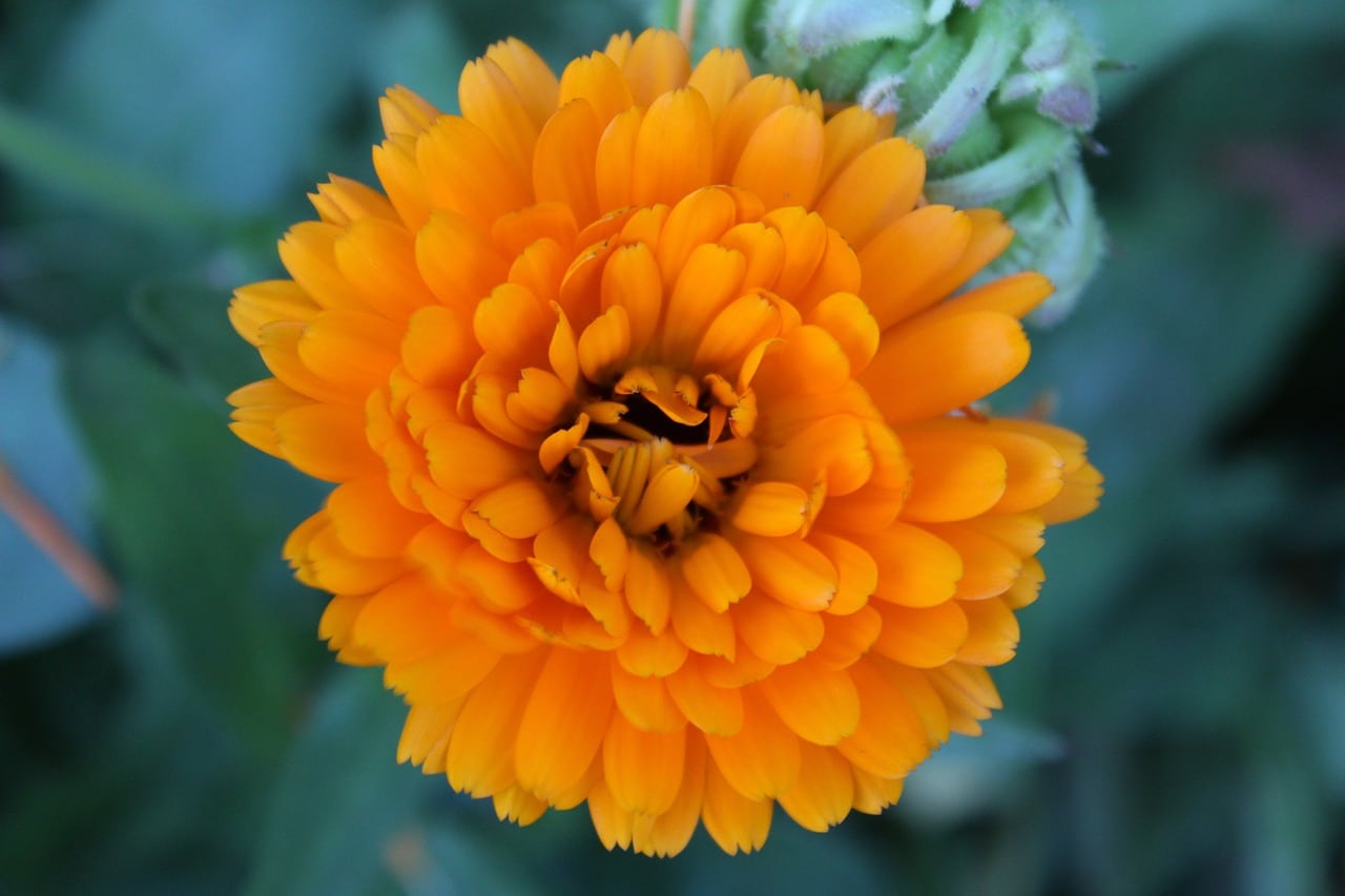 Cosmeen leuchtend Orange Sommerblume 30 Samen ANGEBOT-