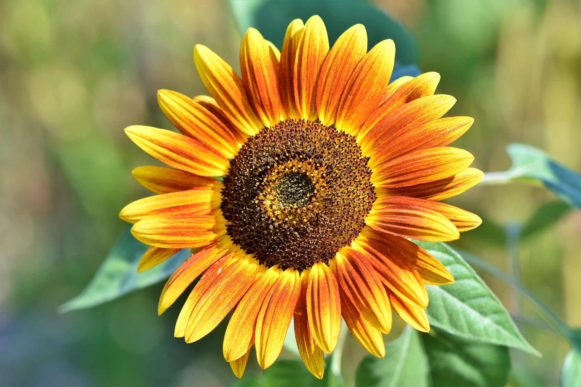 Sonnenblumen im Garten säen, pflanzen und pflegen - beetfreunde.de