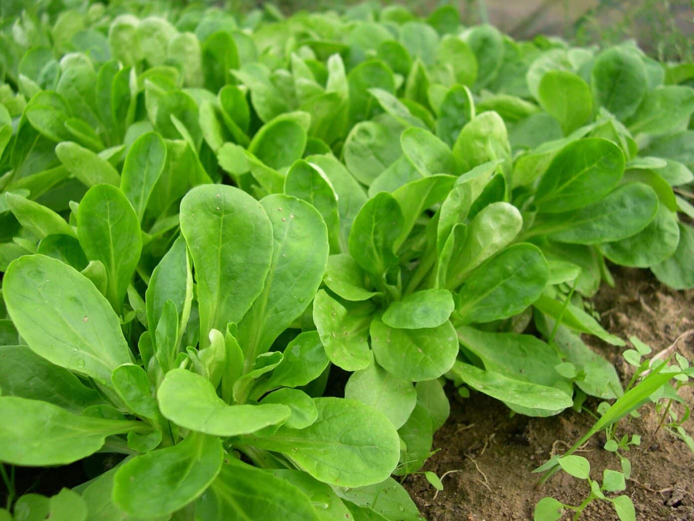 Feldsalat im Garten anbauen: Tipps zu Anbau, Pflege und Ernte ...