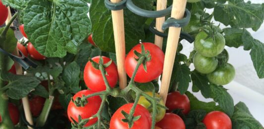 tomaten im topf anbauen