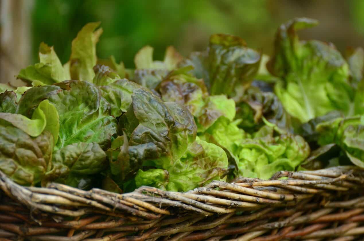 Kopfsalat – So gelingen Anbau, Pflege und Ernte - beetfreunde.de