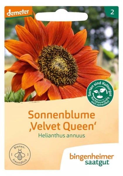 Sonnenblume „Velvet Queen“