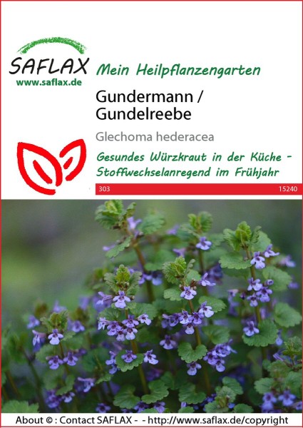 Gundermann / Gundelrebe