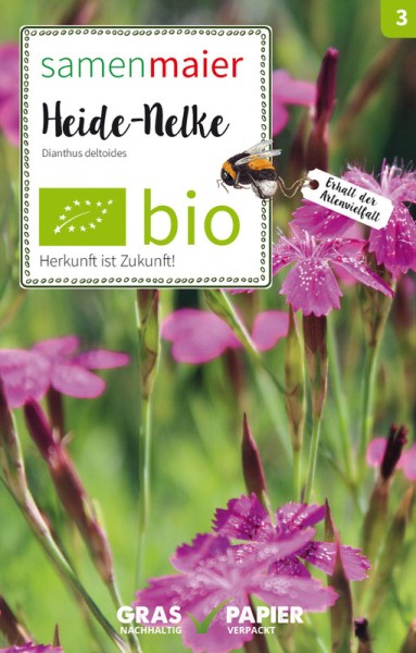Wildblume Heide-Nelke